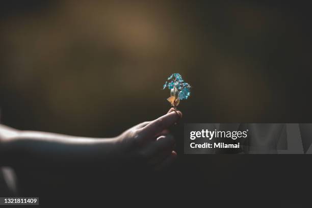 female hand holding wild blue flowers, outdoors at summer - child plain background stock pictures, royalty-free photos & images