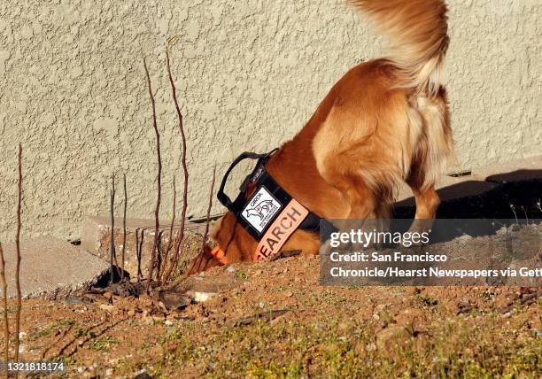 ÒGrootÓ the hero rescue dog searches for a planted item during a training exercise in Cool, Ca., on Monday Feb 25, 2020. "Groot" and his owner and...