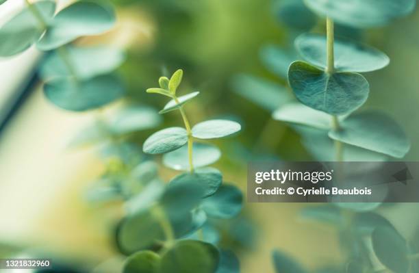 eucalyptus - eucalyptus leaf stock pictures, royalty-free photos & images