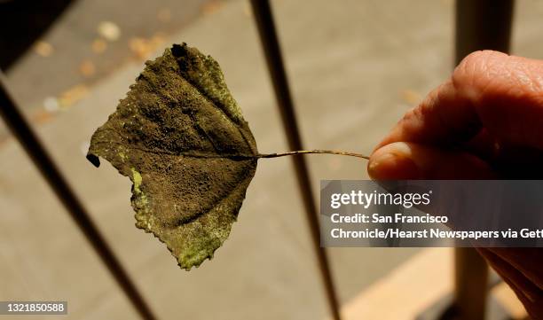 Alice Rogers displays a soot covered leaf she found near her South Park home San Francisco, Ca., on Tues. August 29, 2017. Rogers a South Park...