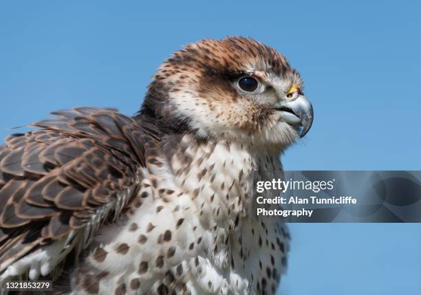 saker falcon close up - saker falcon falco cherrug stock pictures, royalty-free photos & images