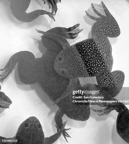 The Exploratorium of San Francisco has a new exhibit opening soon that explores the world of frogs. African Clawed Frogs resting in a holding tank....