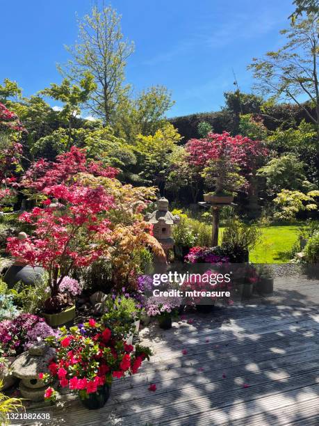 image of whitewashed, grooved timber decking, potted flowering plants, green mown lawn, japanese maples, stone lanterns and garden statue ornaments, clear blue, sunny sky - landscaped patio stock pictures, royalty-free photos & images