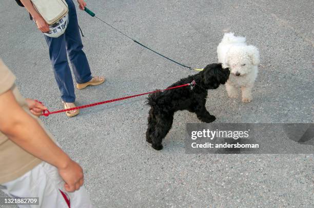 dogs meet on the street with their owners - dog greeting stock pictures, royalty-free photos & images