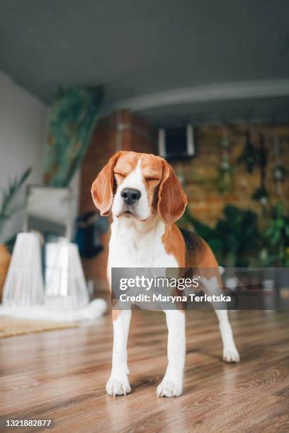 beagle dog with closed eyes. - dog eyes closed stock pictures, royalty-free photos & images