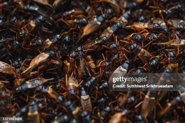 full frame shot of black field cricket or teleogryllus commodus - syrsa insekt bildbanksfoton och bilder