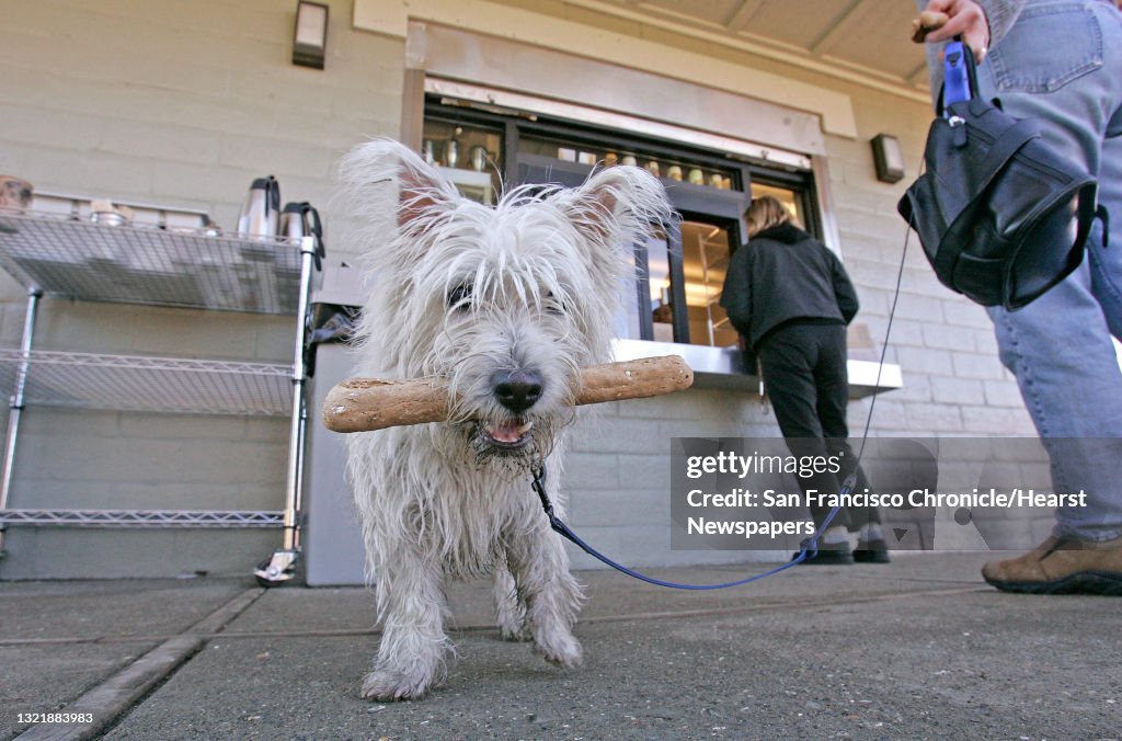 Mudpuppy_091_mac.jpg "Tilly", a West Highland White Terrier carries her doggie treat as she waits in line with her owner Karen Notsund of Piedmont, at the "Sit and Stay Cafe", window. Taking your dog for a romp at Pt. Isabel in Richmond, you should st