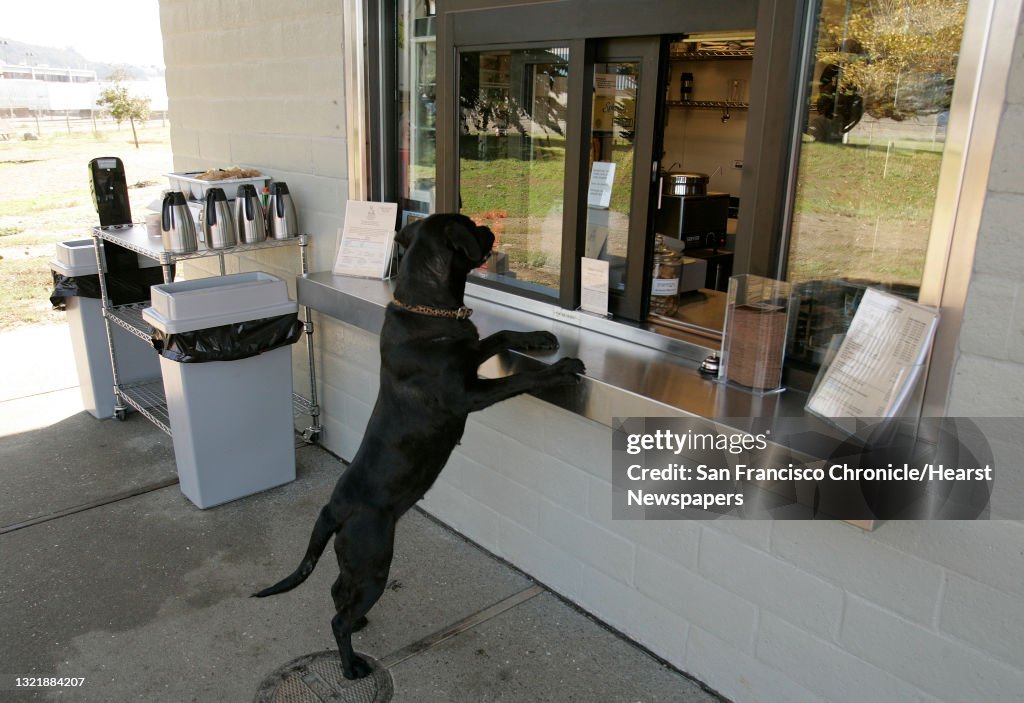 Mudpuppy_007_mac.jpg "Helga" ready to place an order at the "Sit and Stay Cafe". She is actually a Sacramento Rescuers dog that is currently up for adoption. Taking your dog for a romp at Pt. Isabel in Richmond, you should stop in at Mudpuppy's, wher