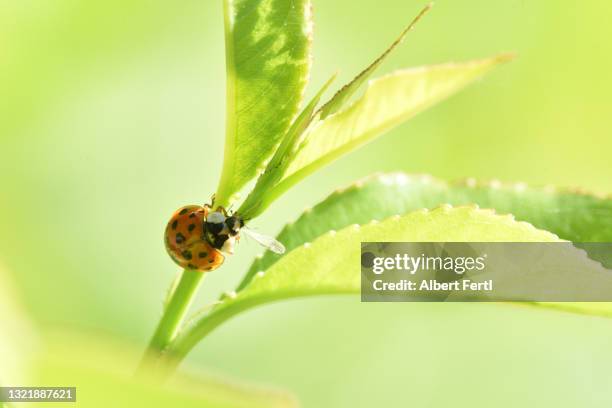 marienkäfer frisst blattlaus - marienkäfer stock pictures, royalty-free photos & images