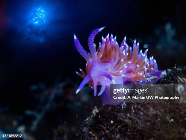 close-up of a mediterranean sea slug (flabellina affinis) - nudibranch stock pictures, royalty-free photos & images