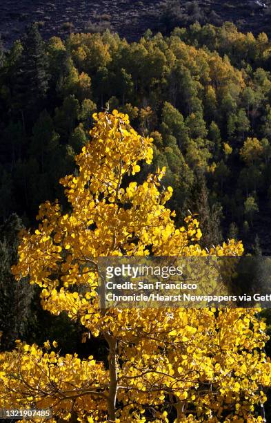 Fallfoliage_075_mac.jpg Lundy Canyon turns to the fall season with brilliant colors. North of Lee Vining, Ca. On the Eastern Slopes of the Sierra...