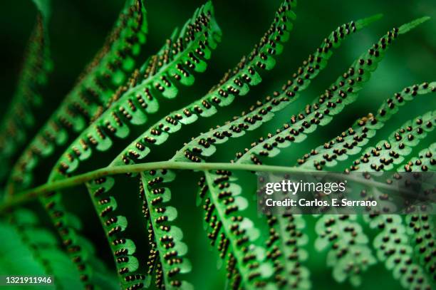 spores undersides of the fronds are spore cases, called sporangia. - spore stock pictures, royalty-free photos & images