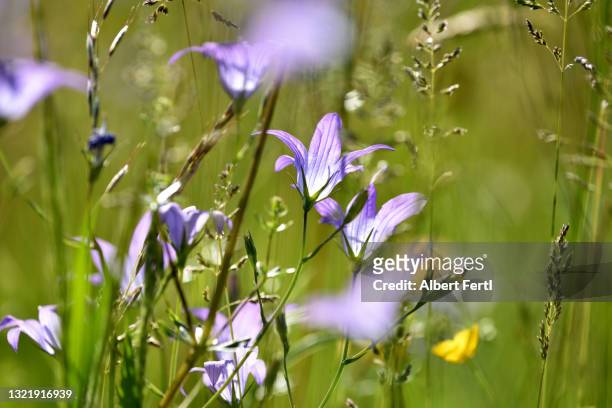 glockenblumen - harebell flowers stock pictures, royalty-free photos & images