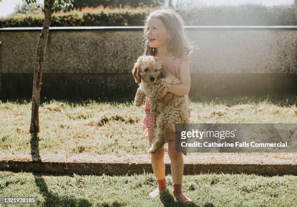 happy little girl holds a cockapoo puppy in her arms in a sunny environment - soft smile stock pictures, royalty-free photos & images