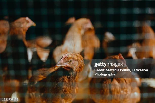 hens behind a chickens coop's wire - hen and chicks stock-fotos und bilder