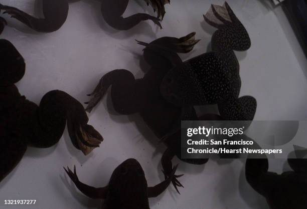 The Exploratorium of San Francisco has a new exhibit opening soon that explores the world of frogs. African Clawed Frogs resting in a holding tank....