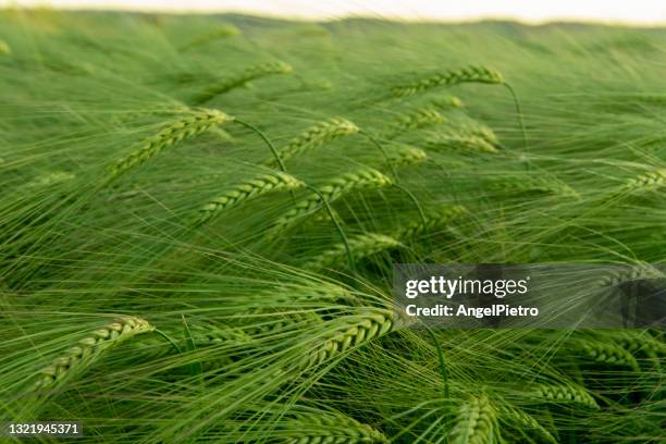 spikes barley in a green composition - cevada imagens e fotografias de stock