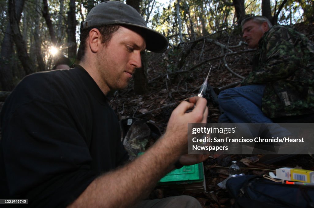 Researcher, Paul Houghtaling, fills a tranquilizing dart with a sedative which will be shot at a mountain lion high above in the trees, near Santa Cruz, Calif on Thursday Jan. 1, 2009. Researchers need to sedate the animal in order to replace a radio tran