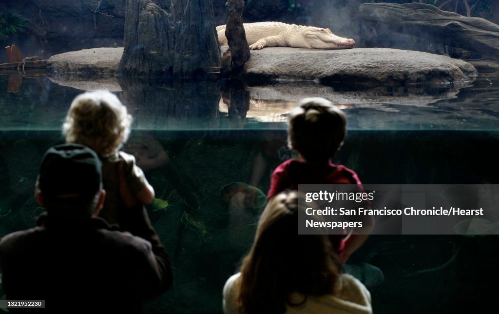 Beth Zastrow, (right) lifts her son Joseph to get a better viw of Claude, the albino alligator at the California Academy of Sciences in Golden Gate Park, San Francisco, Calif. Claude is back home in his swamp after veterinarians tended to an infected foo