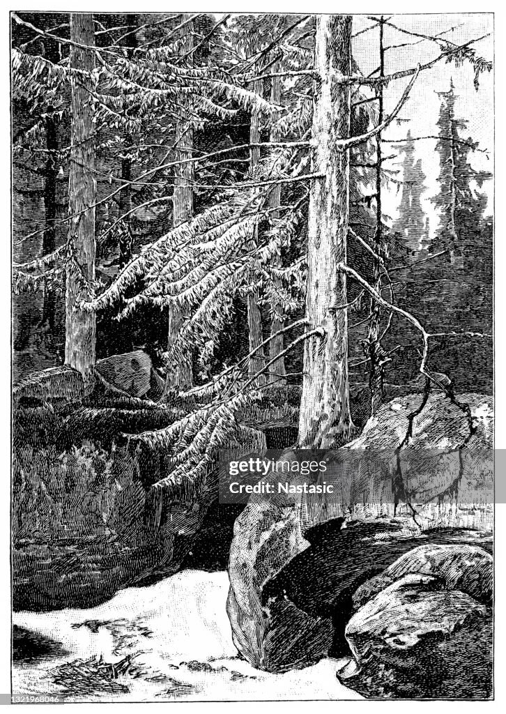 Fir forest