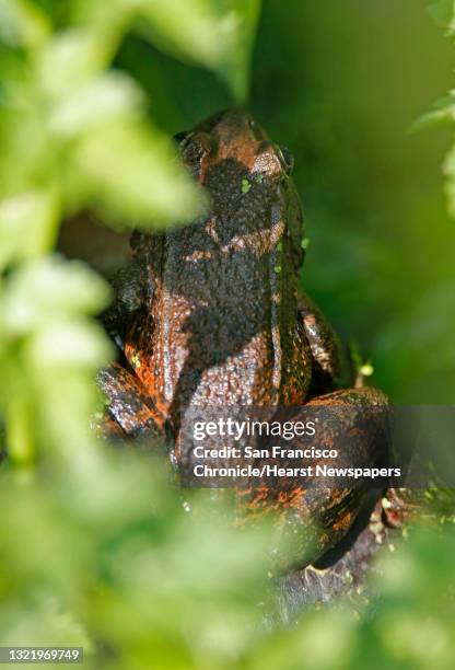 Threatened Red Legged Frog sits in a marsh area of the Mori Point Park in Pacifica, Calif., on April 24, 2008. Several ponds have been built in the...