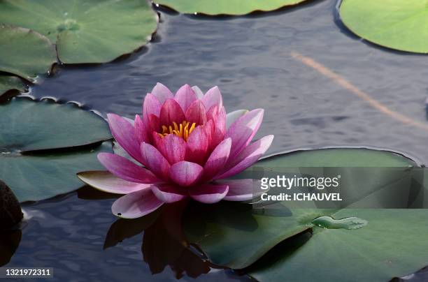 water lily reflection france - lelie stockfoto's en -beelden