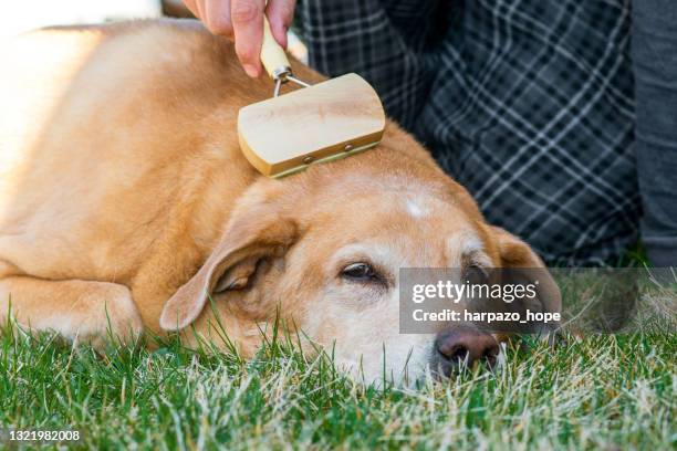 lazy dog being brushed while lying on the lawn. - hairy old man stock-fotos und bilder