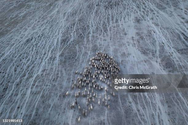 In an aerial view, a shepherd leads his flock of sheep across drought stricken grasslands on June 04 in Karapinar, Turkey. In Turkey’s Konya...