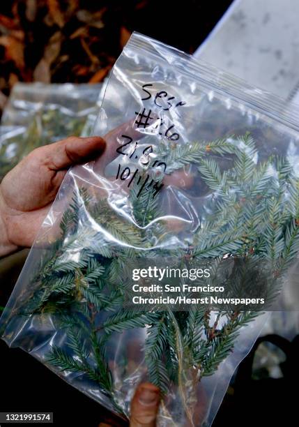 65 Henry Cowell Redwoods State Park Stock Photos, High-Res Pictures ...