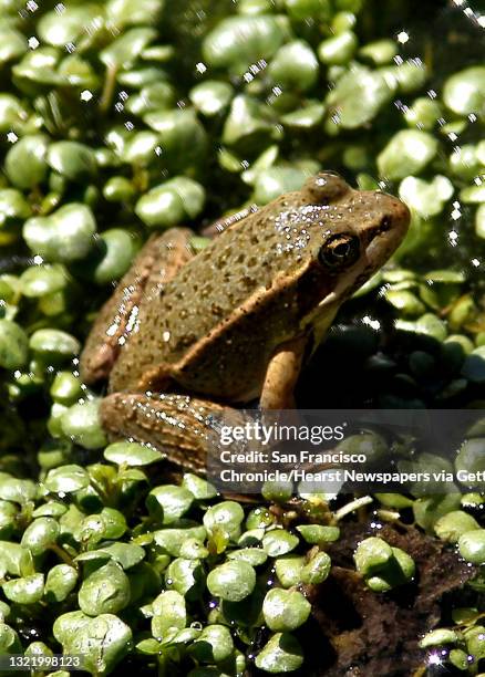 Darrel Sweet, a member of the Board of Directors for the California Ranchland Trust, maintains a stock pond, which is home to the red-legged frog, on...