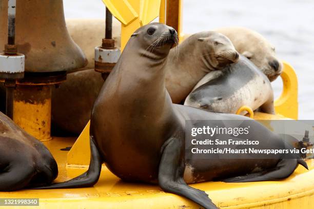 Group of California sea lions cling to a buoy off the coast San Francisco, Ca., on Saturiday August 27, 2011.The Gulf of the Farallones boast some of...