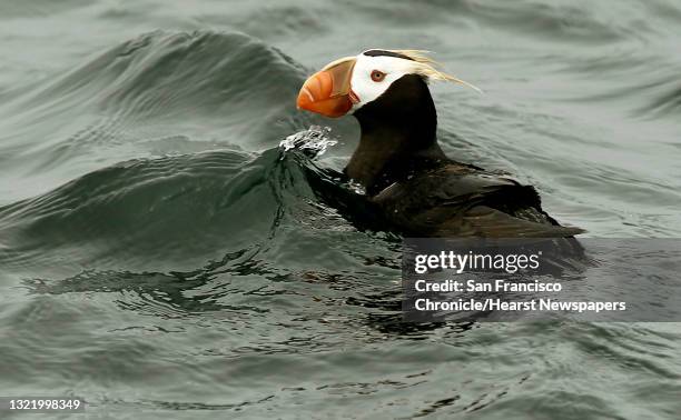 Tufted Puffin, foats near the Farallone Islands off the coast San Francisco, Ca., on Saturday August 27, 2011. The Gulf of the Farallones boast some...