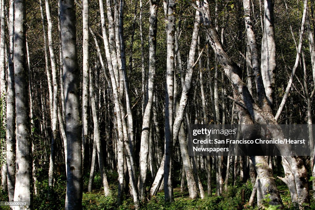 A grove of Alder trees inside the Sinkyone Stae campground, which borders the newly acquired Shady Dell property, in Usal, Ca. on Wednesday November 02, 2011. Save the Redwoods League is working with partners to protect 957 acres of remote redwood fores