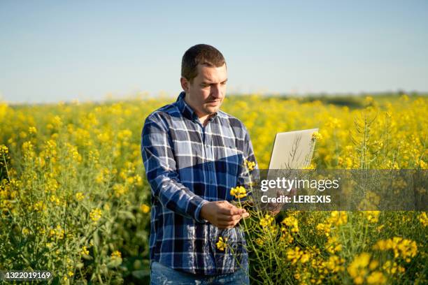 a young male agronomist examines the quality of rapeseed oil in a rapeseed field - rapeseed stock pictures, royalty-free photos & images