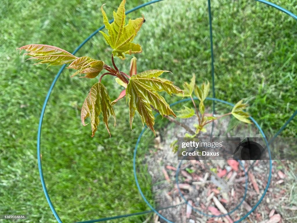 Young maple tree
