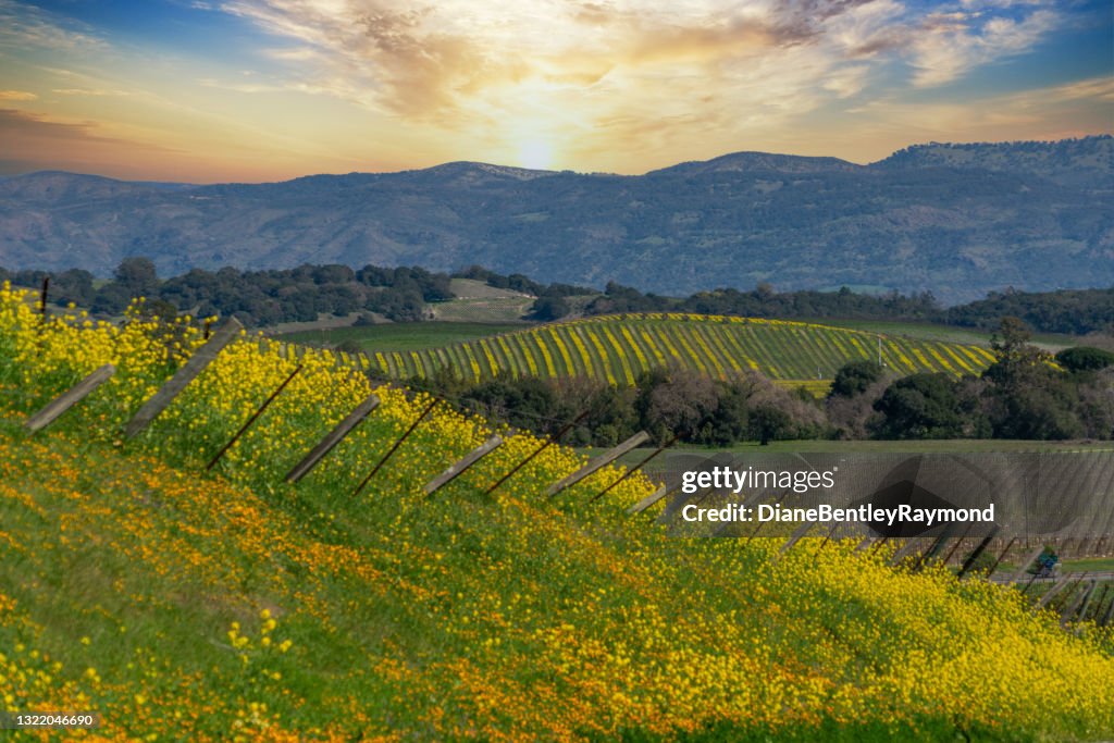 Rollings Hills in Napa