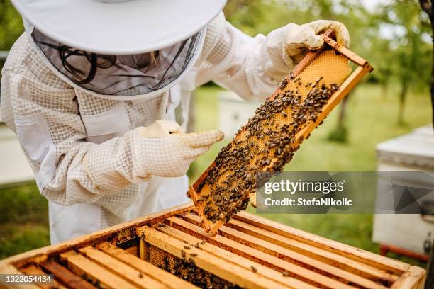 everything is fine - beekeeper stock pictures, royalty-free photos & images