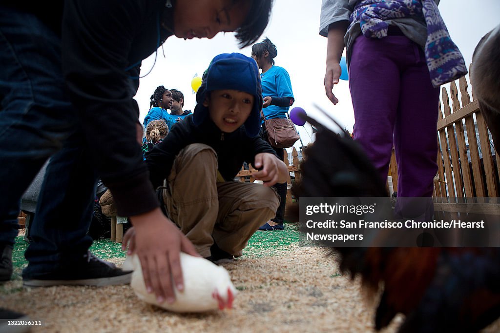 Paola Pedro, 11, reacts as he spots a Frizzle as he pets another chicken at the Cowboy Pony Party and Petting Zoo station during a summer learning showcase in Civic Center Plaza on Thursday, June 21, 2012 in San Francisco, Calif.