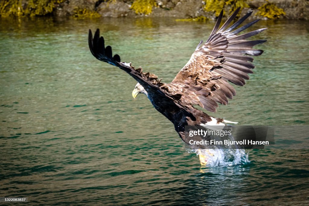 White-tailed eagle or sea eagle catching fish in a Fjord in Northern Norway