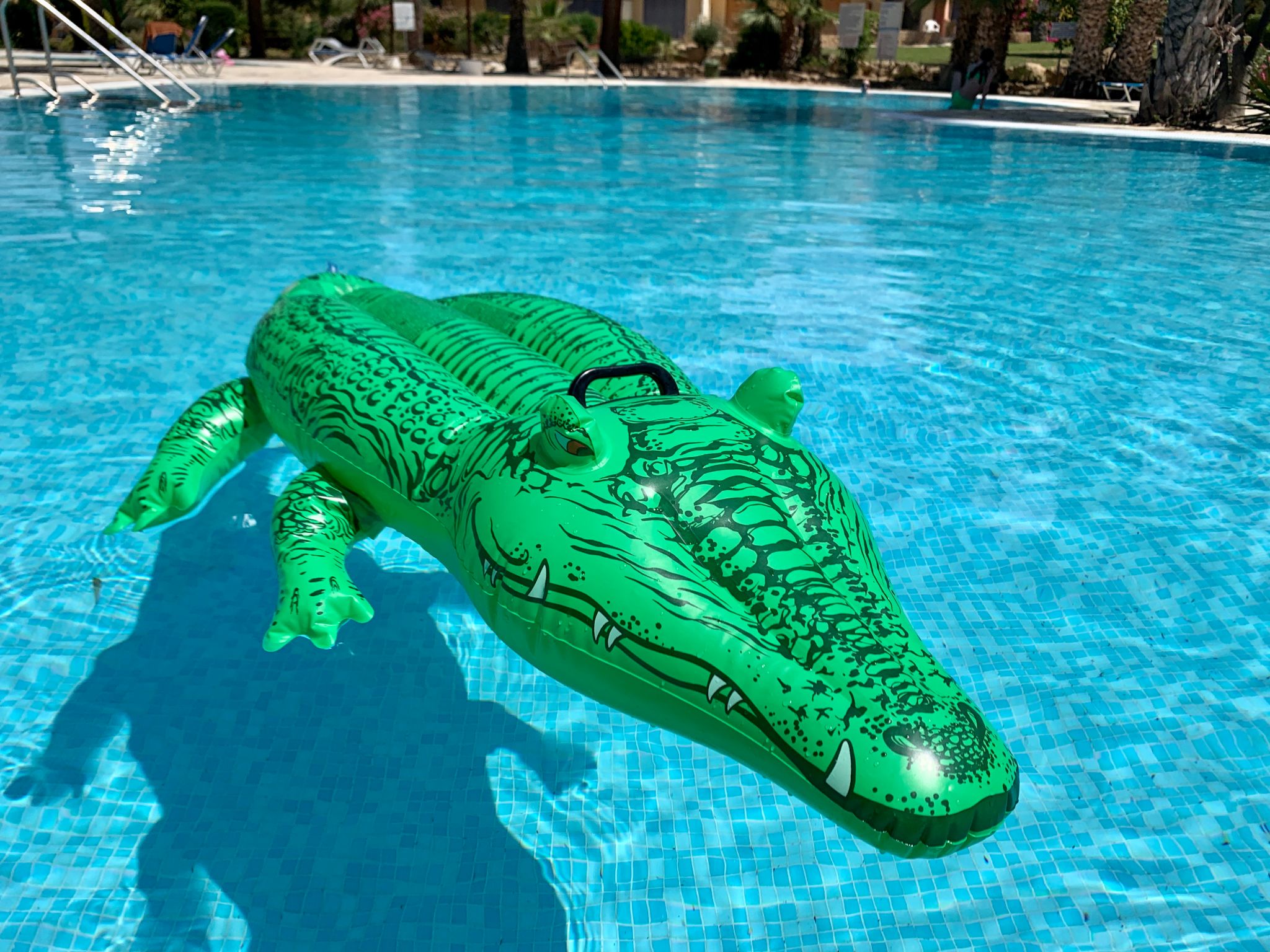 crocodile pool