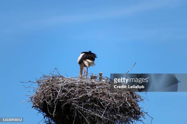 storks nest on a pole, stork feeds chicks - broeden stockfoto's en -beelden
