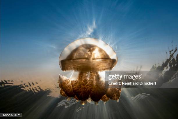 mastigias jellyfish in backlight, mastigias papua etpisonii, jellyfish lake, micronesia, palau - edible jellyfish stock-fotos und bilder