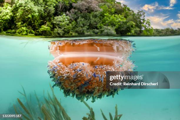 upside-down jellyfish at surface, cassiopea andromeda, risong bay, micronesia, palau - upside down jellyfish bildbanksfoton och bilder