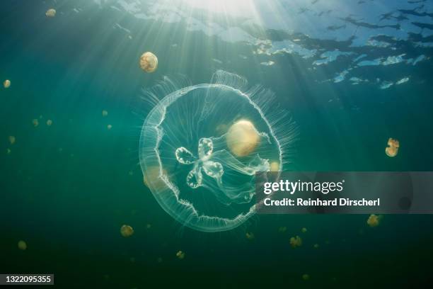 moon jellyfish, aurita aurita, jellyfish lake, micronesia, palau - medusa común fotografías e imágenes de stock