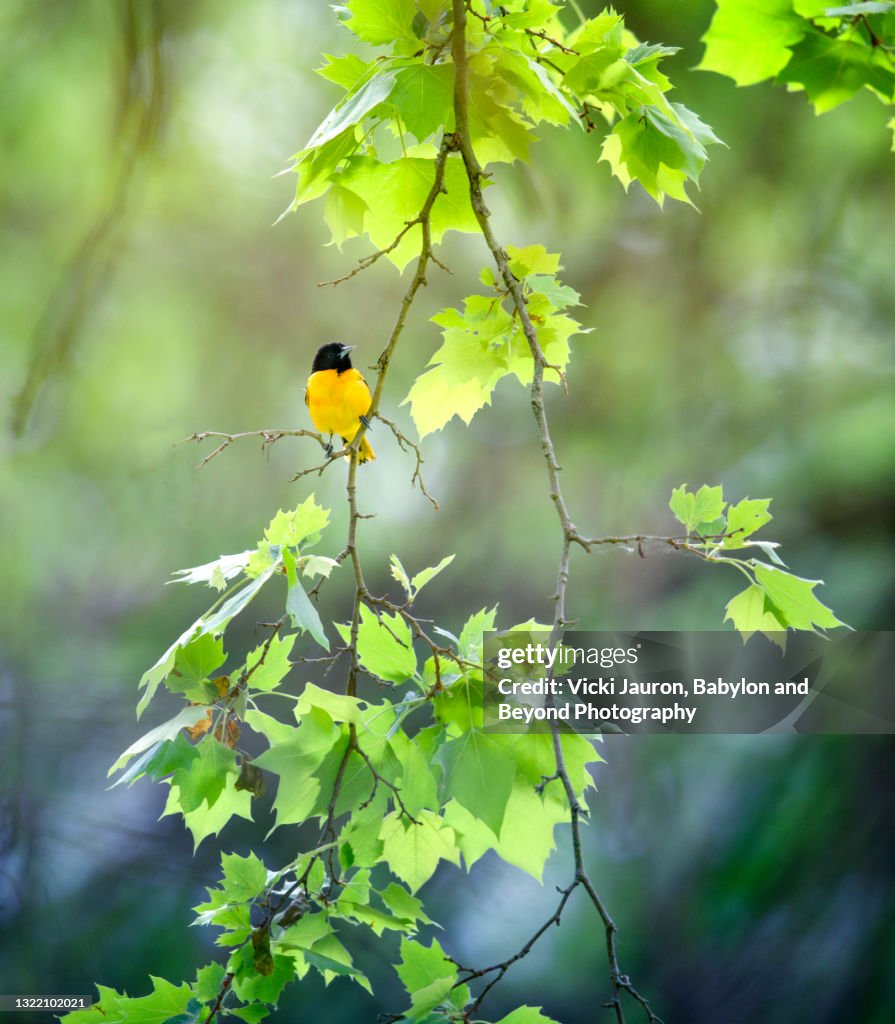 Vertical Lush Tree and Bright Yellow Oriole Bird in Pennsylvania