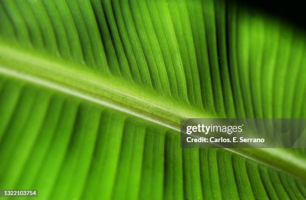 banana leaf - puerto rico palm tree stock pictures, royalty-free photos & images