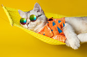 Portrait of an adorable white cat in sunglasses and an shirt, lies on a fabric hammock, isolated on a yellow background.
