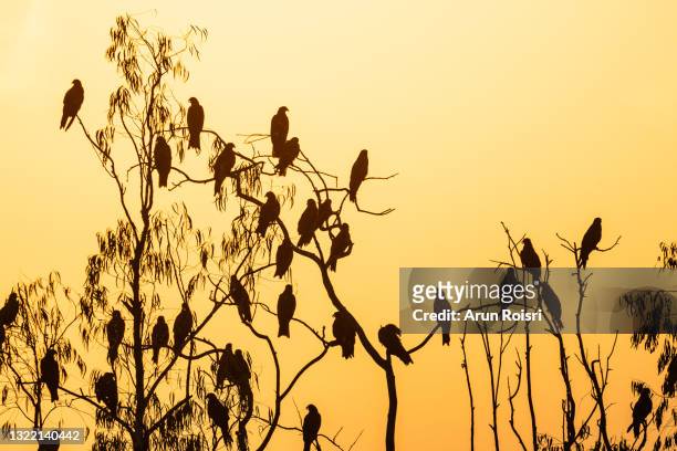 silhouette of many birds on a treetop at sunset - golden eagle stock-fotos und bilder