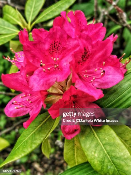 Singular Rhododendron 8,020 Rhododendron Colors Stock Photos, High-Res Pictures, and Images ...
