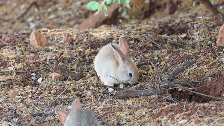 Oak Tree Rabbit 1,581 The White Rabbit Stock Videos, Footage, & 4K Video Clips - Getty ...